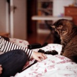 cat lady cat lady